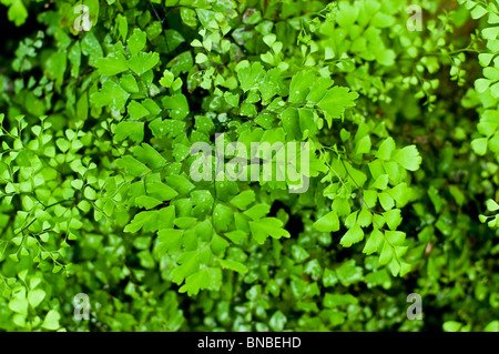 Nahaufnahme von grünem Venushaar Farn, Adiantum capillus-veneris, Pteridaceae, mit Wassertropfen auf zartem Laub in einer natürlichen Umgebung. Stockfoto