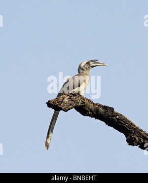 Indische grau Hornbill thront auf Toten Ast in Bandhavgarh National Park, Indien Stockfoto