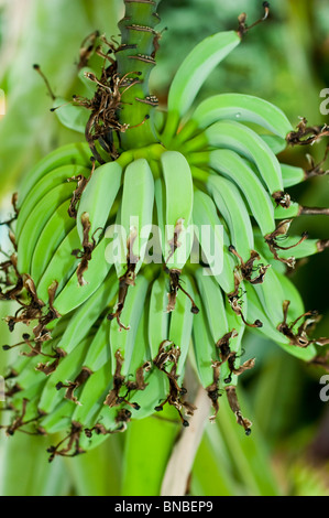 Nahaufnahme eines Straußes grüner Bananen, die auf dem Baum in einem tropischen Garten wachsen und kleine unreife Früchte mit getrockneten Blütenspitzen zeigen. Stockfoto