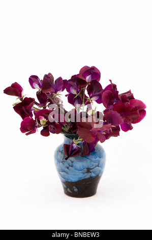 Sweet Pea "Beajolas" in blauer Keramik vase Stockfoto