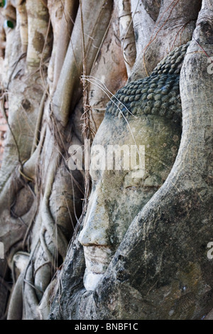 Eine Buddha-Kopf, bewachsen mit Baumwurzeln, Wat Mahathat Ayutthaya, Thailand Stockfoto