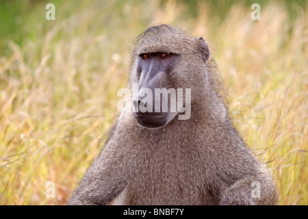 Porträt von einem erwachsenen männlichen Chacma Pavian (Papio Ursinus), Krüger-Nationalpark. Stockfoto