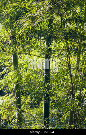 Ein Bambuswald im Doi Inthanon National Park, Nord-Thailand Stockfoto