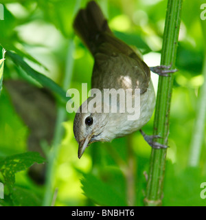 Garten-Grasmücke, Sylvia borin in der wilden Natur Stockfoto