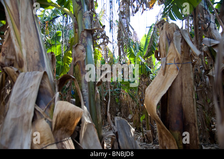 Bananenplantagen in Carmel Bereich - Israel Stockfoto