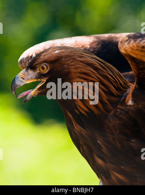 Golden Eagle mit Flügel Stockfoto