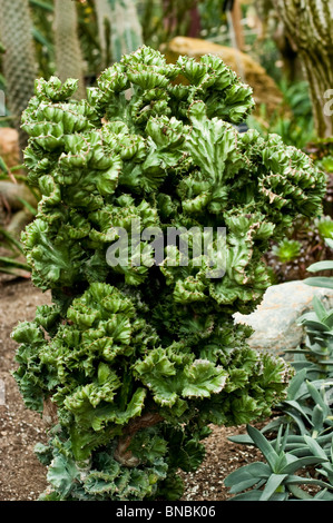 Euphorbia lactea cristata, ein einzigartiger Sukkulent aus der Familie der Euphorbiaceae, mit welligem grünem Fächerwachstum. Stockfoto
