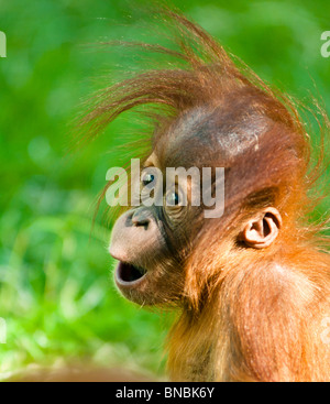 Baby Orangutan blickt auf Wunder Stockfoto