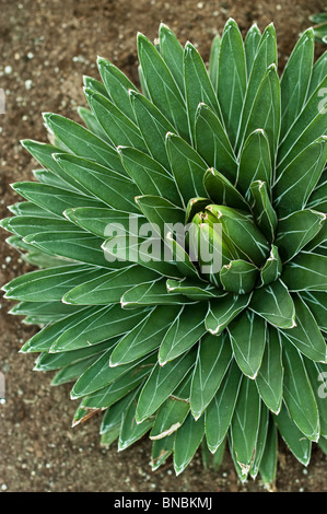 Jahrhundertpflanze, Königin Victorias Agave, Agave Victoriae-Reginae, Agavaceae Stockfoto