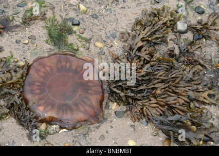 Des Löwen Mähne Qualle Cyanea Capillata gewaschen oben auf Beaumaris Strand, Anglesey, UK Stockfoto