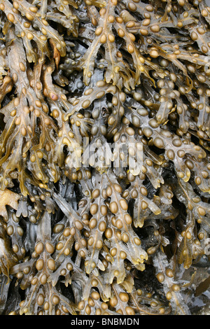 Blase Wrack Fucus Vesiculosus genommen am Penmon Punkt, Anglesey, UK Stockfoto