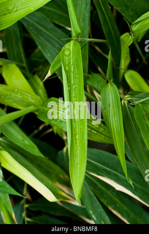 Nahaufnahme von Indocalamus solidus Bambusblättern mit Wassertröpfchen, Familie der Poaceae, China. Sattes grünes Laub und natürliche Textur. Stockfoto