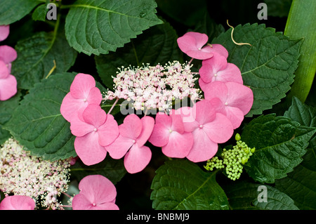 Rosa Hortensie macrophylla Taube Blüten in Blüte. Nahaufnahme einer Lacecap hortensia mit grünen Blättern im Garten. Familie der Hydrangeaceae. Stockfoto