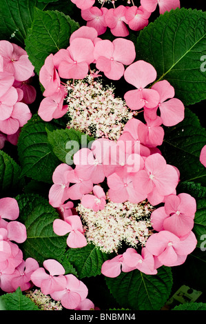 Nahaufnahme der rosa Hortensie macrophylla Taube Blüten. Leuchtende Lacecap hortensia blüht umgeben von üppig grünem Laub. Stockfoto