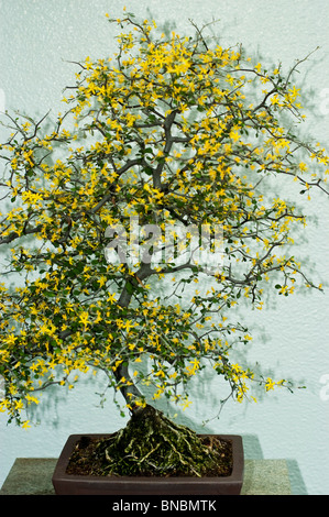 Gelbe Blumen auf kleinen Bonsai-Baum in Montreal Botanical Garden Gewächshaus Stockfoto