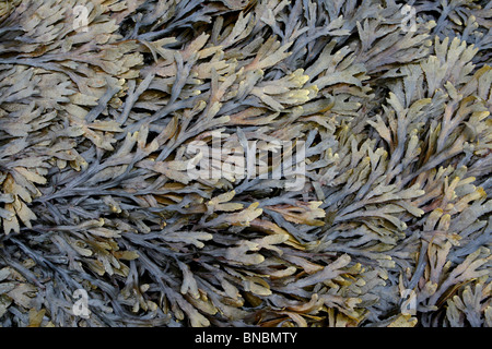 Gezahnten oder gezackten Wrack Fucus Serratus genommen am Penmon Punkt, Anglesey, UK Stockfoto