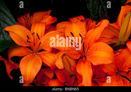 Leuchtende orange asiatische Lilie, Lilium Orange Pixie, liliaceae Blüten in voller Blüte. Nahaufnahme von Sommerblüten und dunklen Staubblättern im Garten. Stockfoto