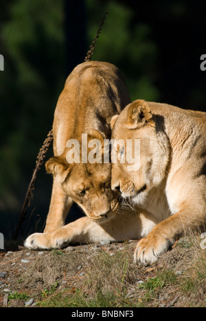 Weibliche Löwen, Panthera Leo, in Gefangenschaft, Christchurch, Neuseeland Stockfoto