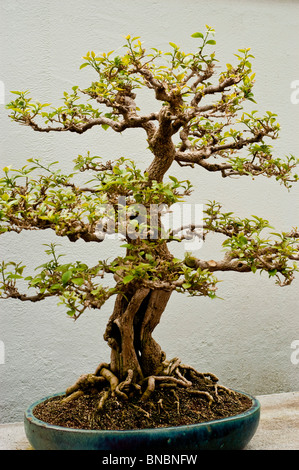 Papierblume, Bougainvillea Glabra Bonsai-Baum in Montreal Botanical Garden, Kanada Stockfoto