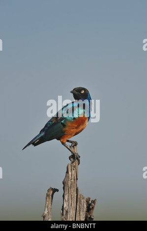 Superb Starling, Glanzstare Superbus, Masai Mara National Reserve, Kenia Stockfoto