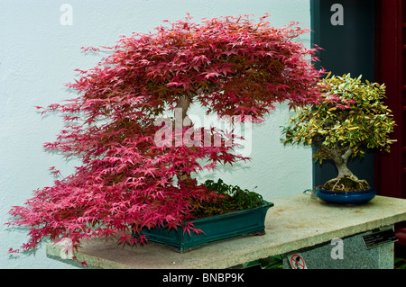 Acer Palmatum Bonsai-Bäume in Montreal Botanischer Garten Gewächshaus, Kanada Stockfoto