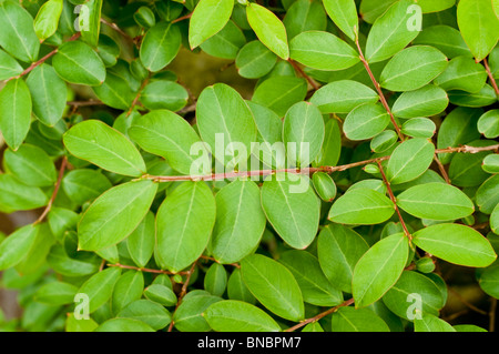 Blätter der Trauerflormyrte, Krepp-Myrte, Lagerstroemia Indica, Lythraceae Stockfoto