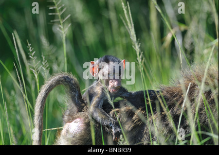 Olive Baboon Baby, Papio Anubis auf Mutters Rücken, Masai Mara National Reserve, Kenia Stockfoto