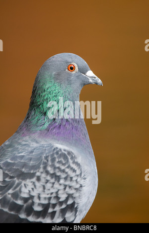 Wilde Taube, Columba Livia, Erwachsene Portrait in herbstlichen Farben. Christchurch, Neuseeland Stockfoto