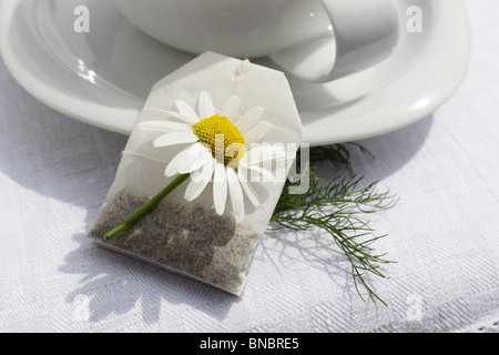 Teetasse Mit Aufgussbeutel Kamillentee, Matricaria chamomilla Stockfoto