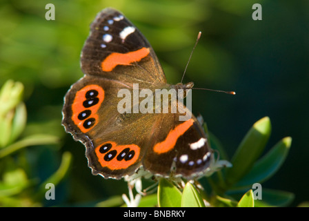 Red Admiral Schmetterling, Vanessa Gonerilla, Erwachsener thront auf dunkelgrünem Laub. Moeraki, Neuseeland Stockfoto