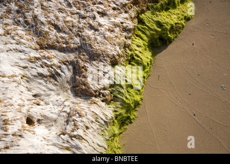 Grüne Algen auf Felsen am Dor Beach in Israel Stockfoto