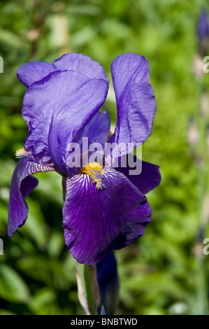 Iris in ummauerten Garten Dirleton Castle East Lothian Schottland Stockfoto