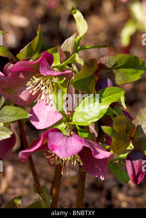 Dark Pink Flower' Rosa Highdown' in der Blüte im Frühjahr in Sussex, England, Großbritannien Stockfoto