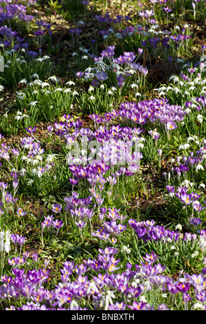 Eine Überfülle Lila farbige Krokusse und weißen Schneeglöckchen (Galanthus) im Frühling, in Sussex, England Stockfoto