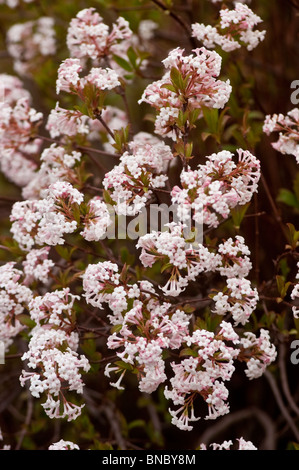 Duftender Schneeball, Viburnum Farreri Nanum, caprifoliaceae Stockfoto