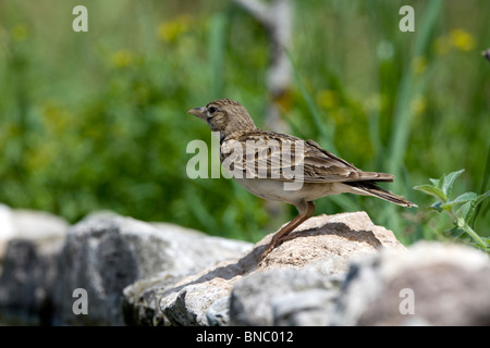 Mehr kurz-toed Lerche (Calandrella Brachydactyla) thront auf Steinen Stockfoto