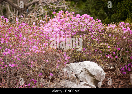 Rosa-violette Blüten der koreanischen Rhododendron Rhododendron Mucronulatum, Korea, Asien, Vorfrühling Stockfoto