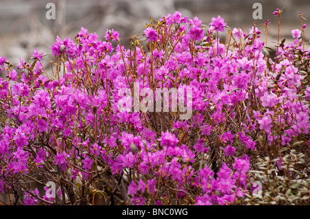 Rosa-violette Blüten der koreanischen Rhododendron Rhododendron Mucronulatum, Korea, Asien, Vorfrühling Stockfoto