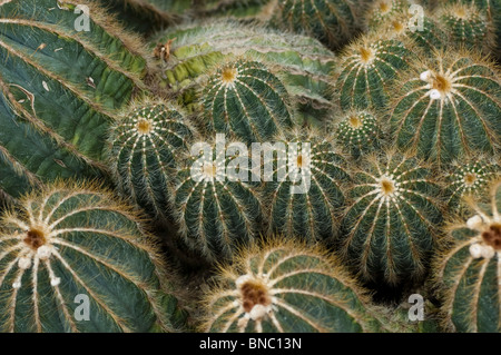 Parodia Kakteen, Parodia Magnifica, Cactaceae, Brasilien, Uruguay Stockfoto