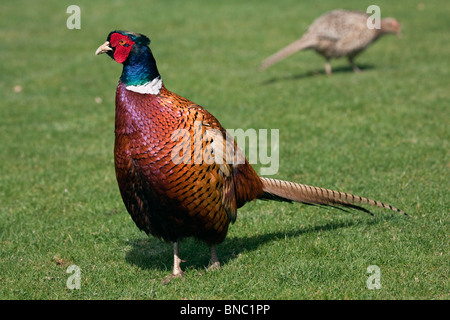 Fasan; Phasianus Colchicus; Männlich Stockfoto