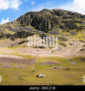 Herdwick Ewe Schafe und Lämmer unter einem felsigen Felsen im Lake District Cumbria England Großbritannien Stockfoto