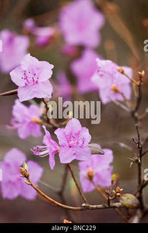 Rosa-violette Blüten der koreanischen Rhododendron Rhododendron Mucronulatum, Korea, Asien, Vorfrühling Stockfoto