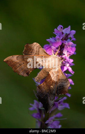 Pappel Hawkmoth; Laothoe Populi; auf eine Orchidee Stockfoto