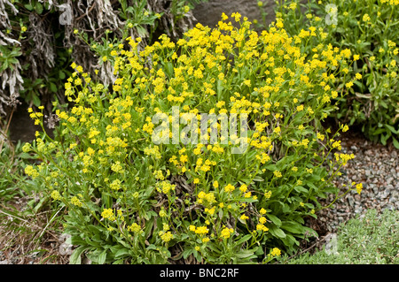 Korb mit Gold, Goldentuft Alyssum, Golden Alyssum, Goldstaub, Golden-Büschel Alyssum, Golden-Büschel Scharfkraut Rock Scharfkraut, Aurinia Stockfoto