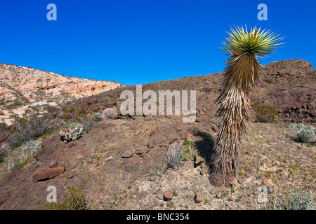 Ein einsamer Joshua Baum (Yucca Brevifolia) in der Mojave-Wüste. Red Rocks Canyon State Park, Kalifornien. Stockfoto