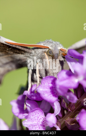 Pappel Hawkmoth; Laothoe Populi; auf eine Orchidee Stockfoto