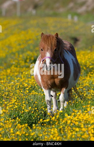 Pony in Hahnenfuß; Texel; Niederlande, Cycleway entnommen Stockfoto