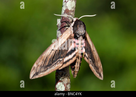 Liguster Hawkmoth; Sphinx Ligustri; auf einem Zweig Stockfoto