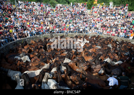 Rapa das Bestas in Sabucedo, Galicien Stockfoto