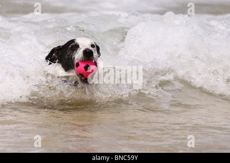 Jack Russell Hund Abrufen von seinen Ball aus dem Meer Stockfoto